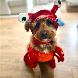 Lobster dog Halloween costume